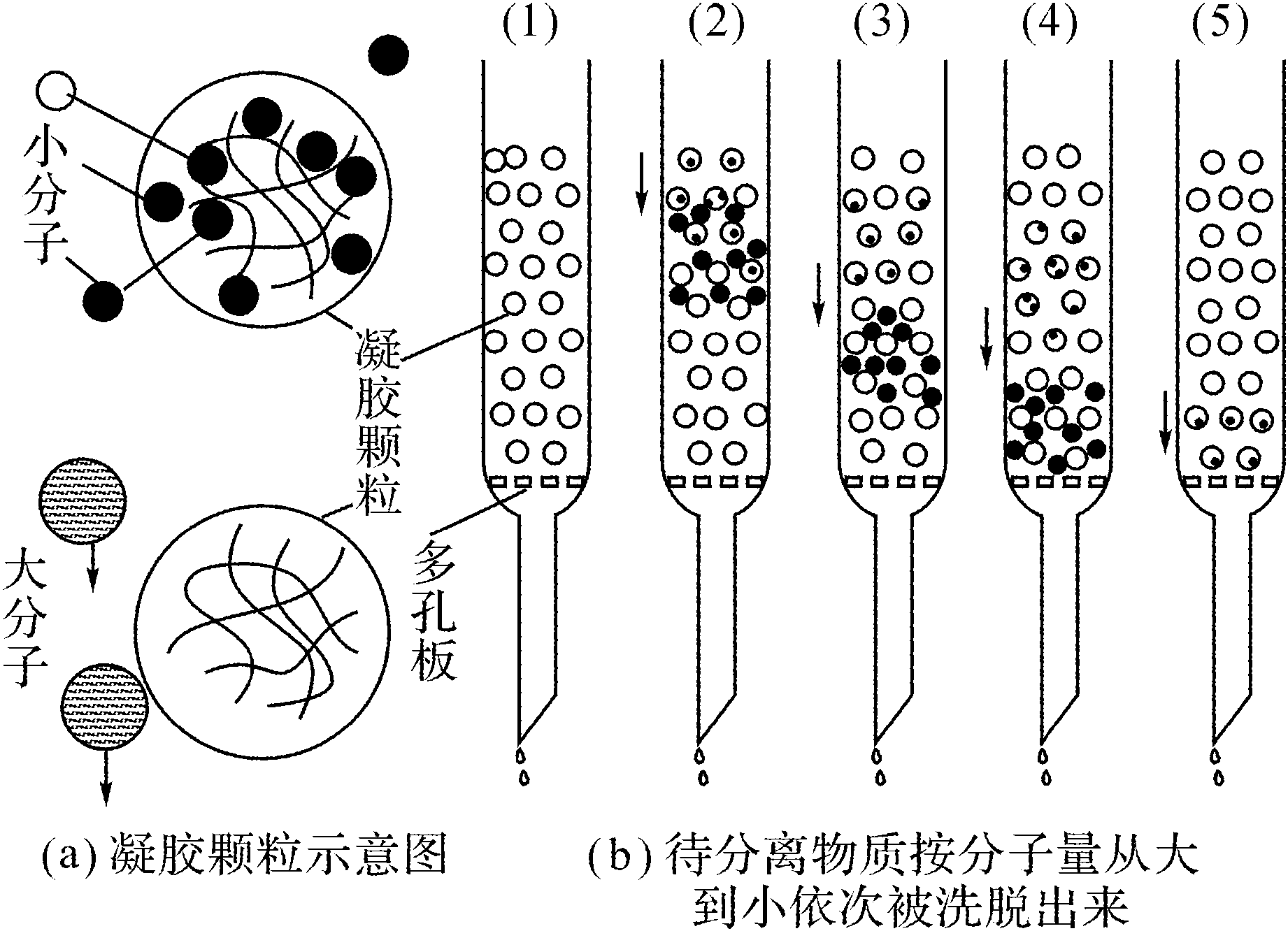 第五節(jié) 凝膠過(guò)濾層析